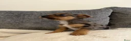 Jack Russell dogs for sale: Jack Russell pups for dale - Advert 8