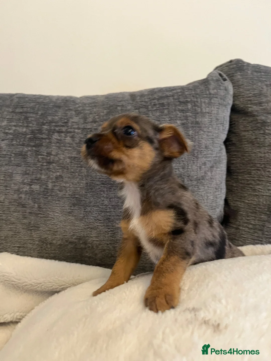 Jack Russell dogs for sale: Jack Russell pups for dale - Advert 8
