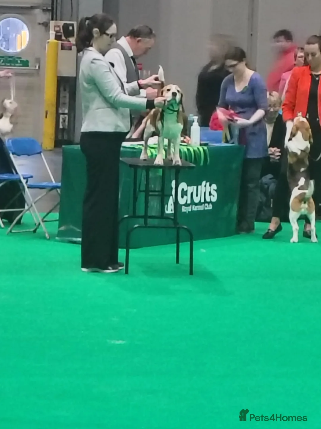Beagle dogs for stud: PROVEN CRUFTS WINNER STUD DOG, CHAMPION BRED - Advert 2