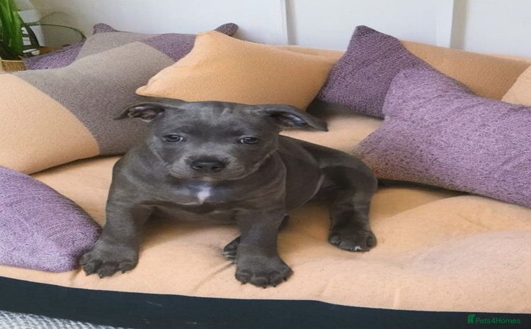 Staffordshire Bull Terrier dogs - Advert 8