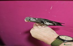 Cockatiels birds for sale: Cockatiel chicks hand tame  - Image 21
