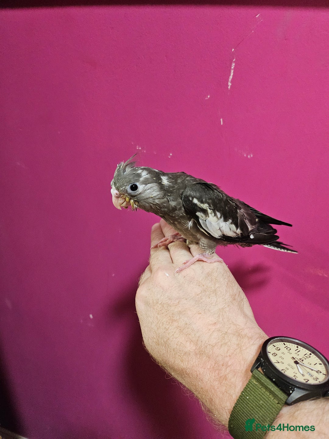 Cockatiels birds for sale: Cockatiel chicks hand tame  - Image 21
