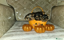 Yorkshire Terrier dogs for sale: Yorkshire terrier puppies  - Image 5