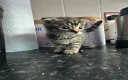 Scottish Fold cats for sale: Scottish Fold Kittens - Image 19