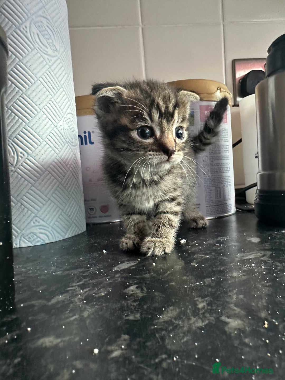 Scottish Fold cats for sale: Scottish Fold Kittens - Image 19