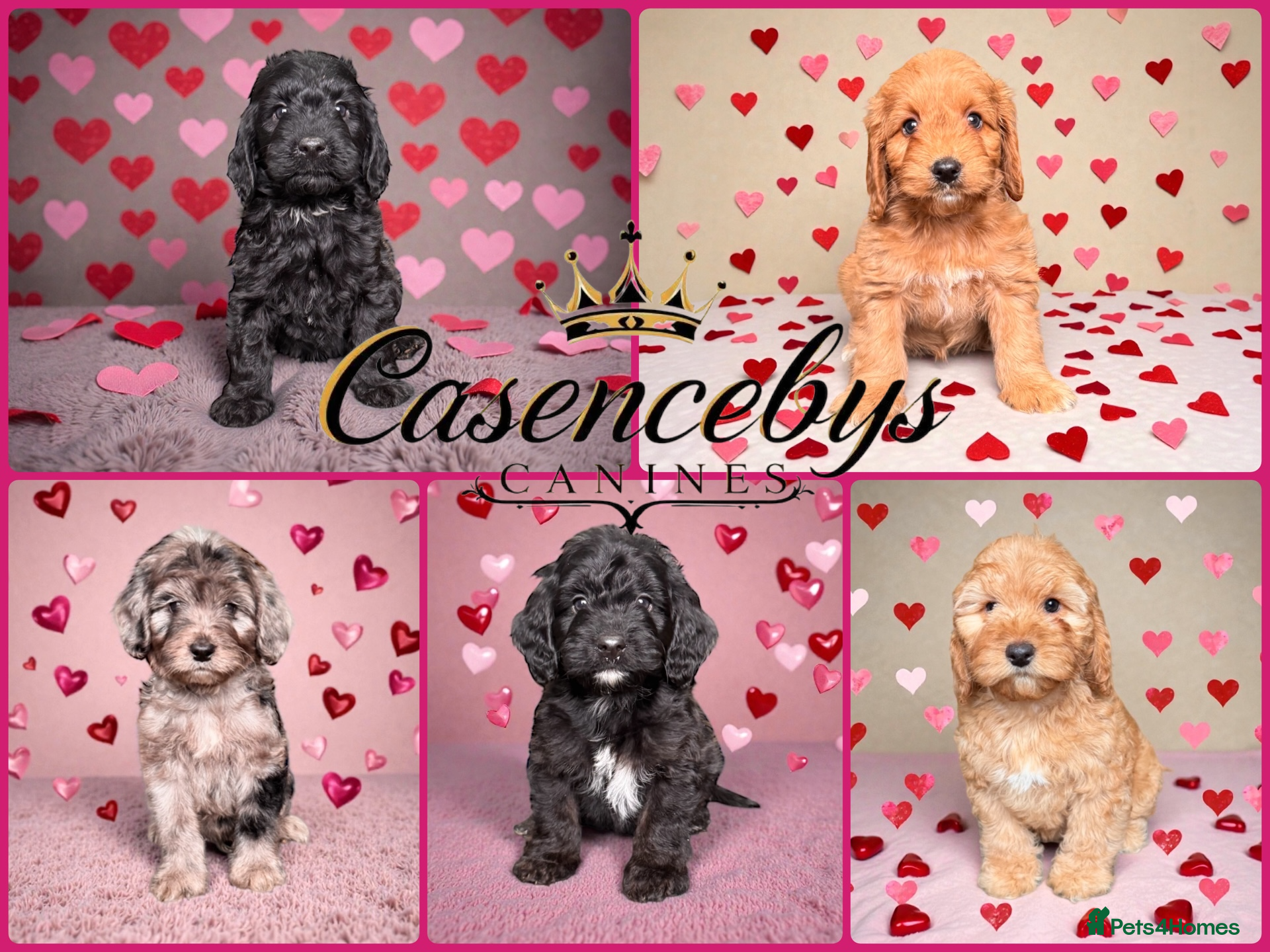 Cockapoo dogs 🐶THE MOST PERFECT DNA CLEAR MINI F1 COCKAPOOS🐶 - Advert 2