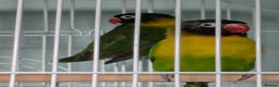 Lovebirds birds for sale: Masked lovebirds plus cage - Advert 2