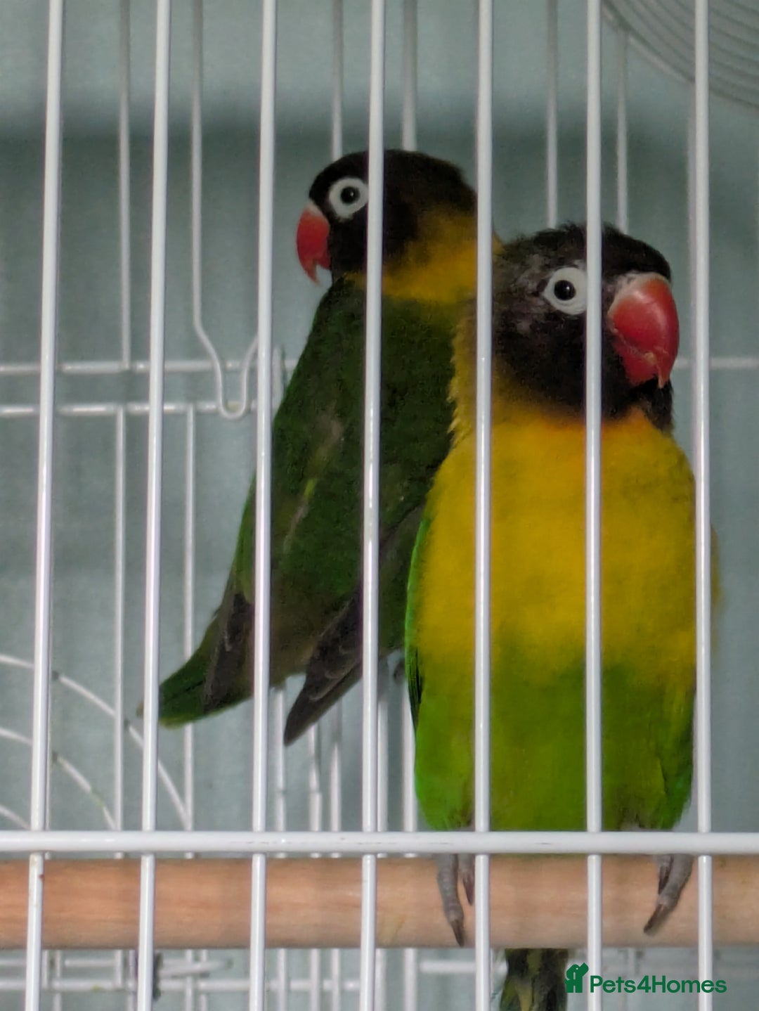 Lovebirds birds for sale: Masked lovebirds plus cage - Advert 2