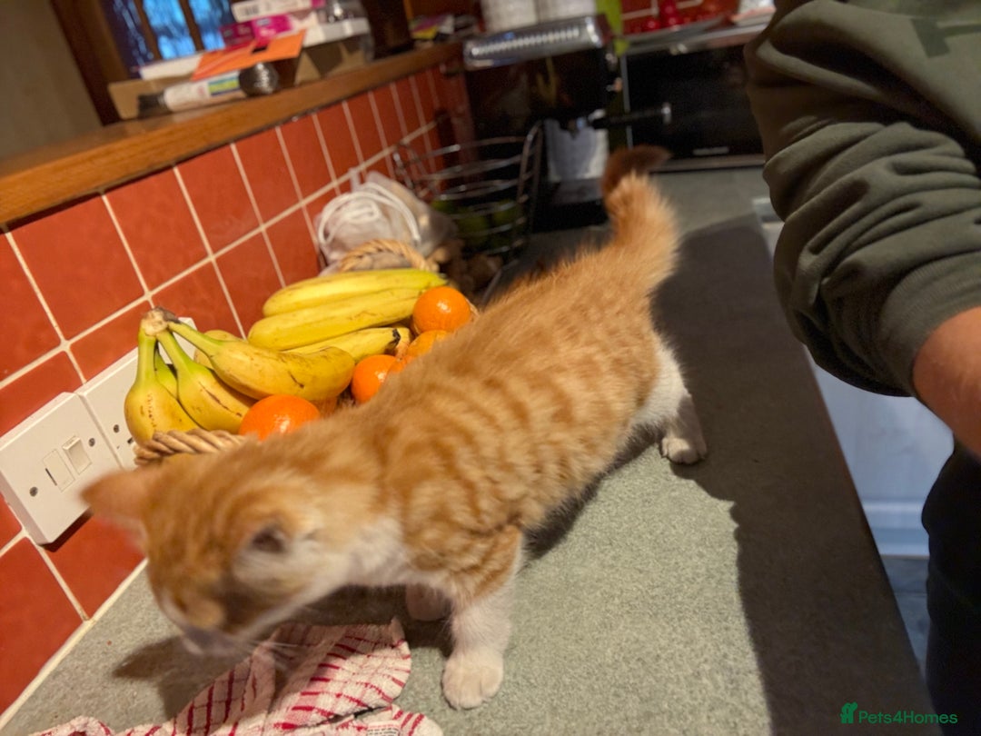 Mixed Breed cats for sale: A BOY AND A GIRL, READY NOW  - Image 10