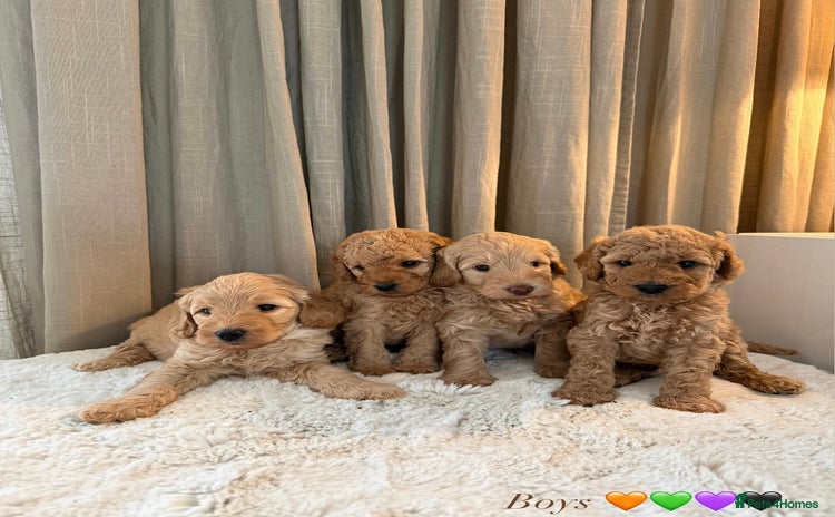 Australian Labradoodle dogs - Advert 1