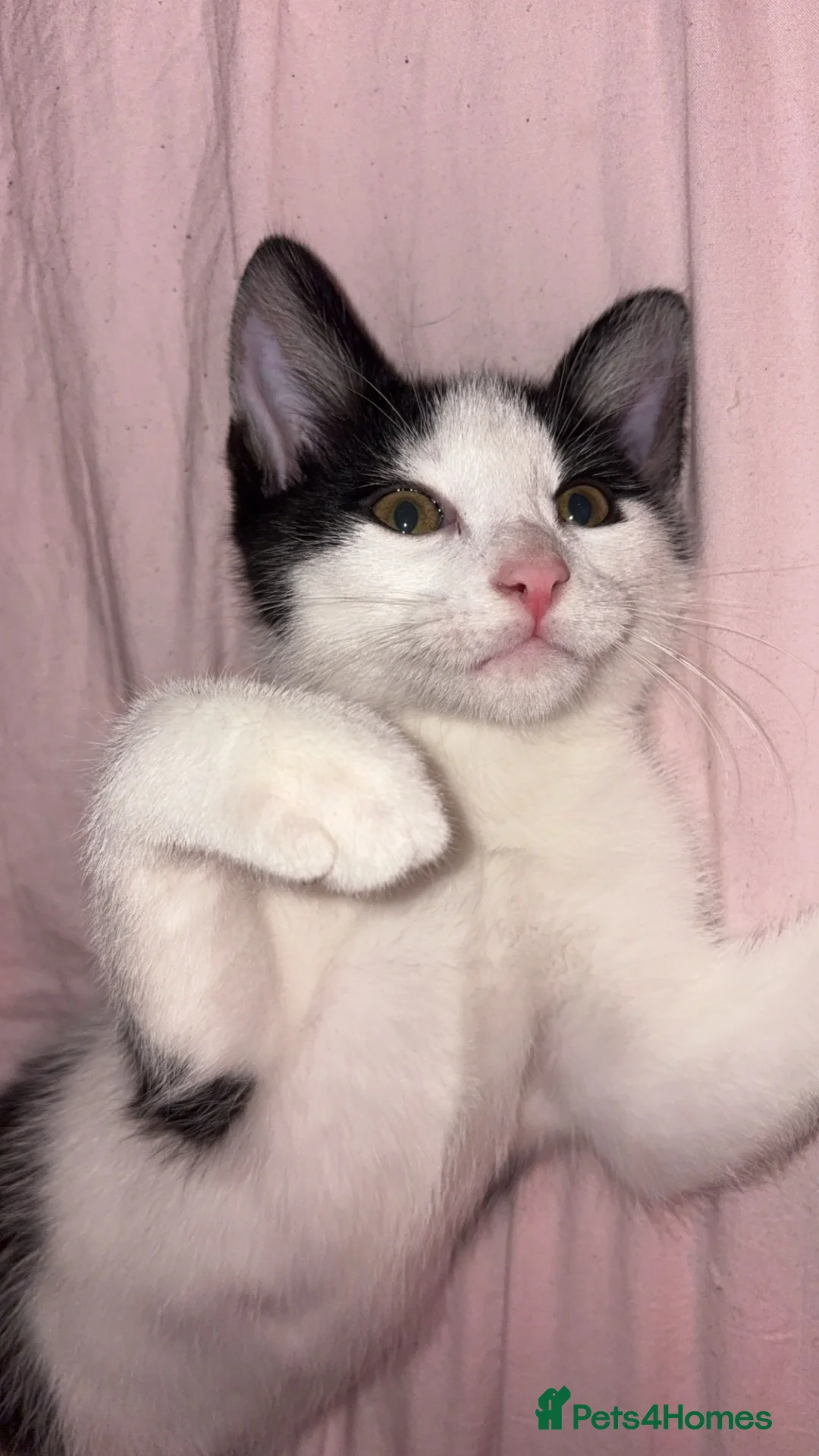 Mixed Breed cats for sale: Male black and white cat  in Littlehampton - Advert 2