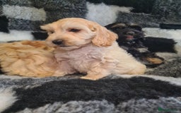 Cockapoo dogs for sale: Beautiful F1 Cockapoos- Ready Now  - Image 13