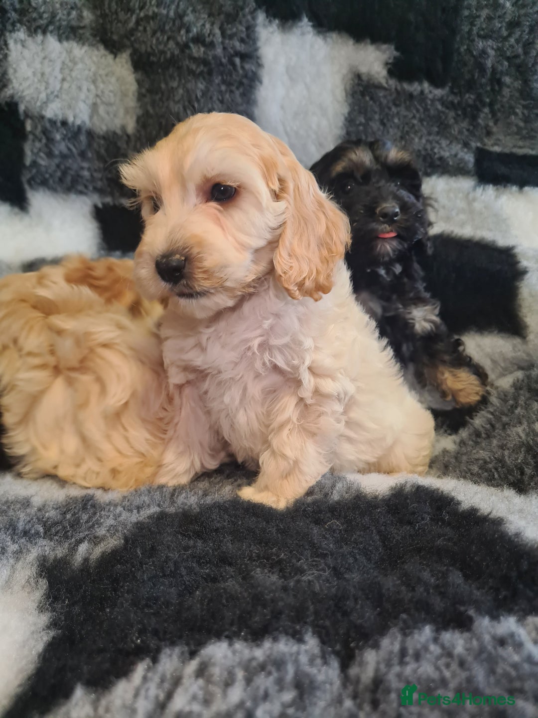 Cockapoo dogs for sale: Beautiful F1 Cockapoos- Ready Now  - Image 13