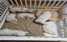 Zuchon dogs for sale: Bichon Frise puppy for sale  - Image 29