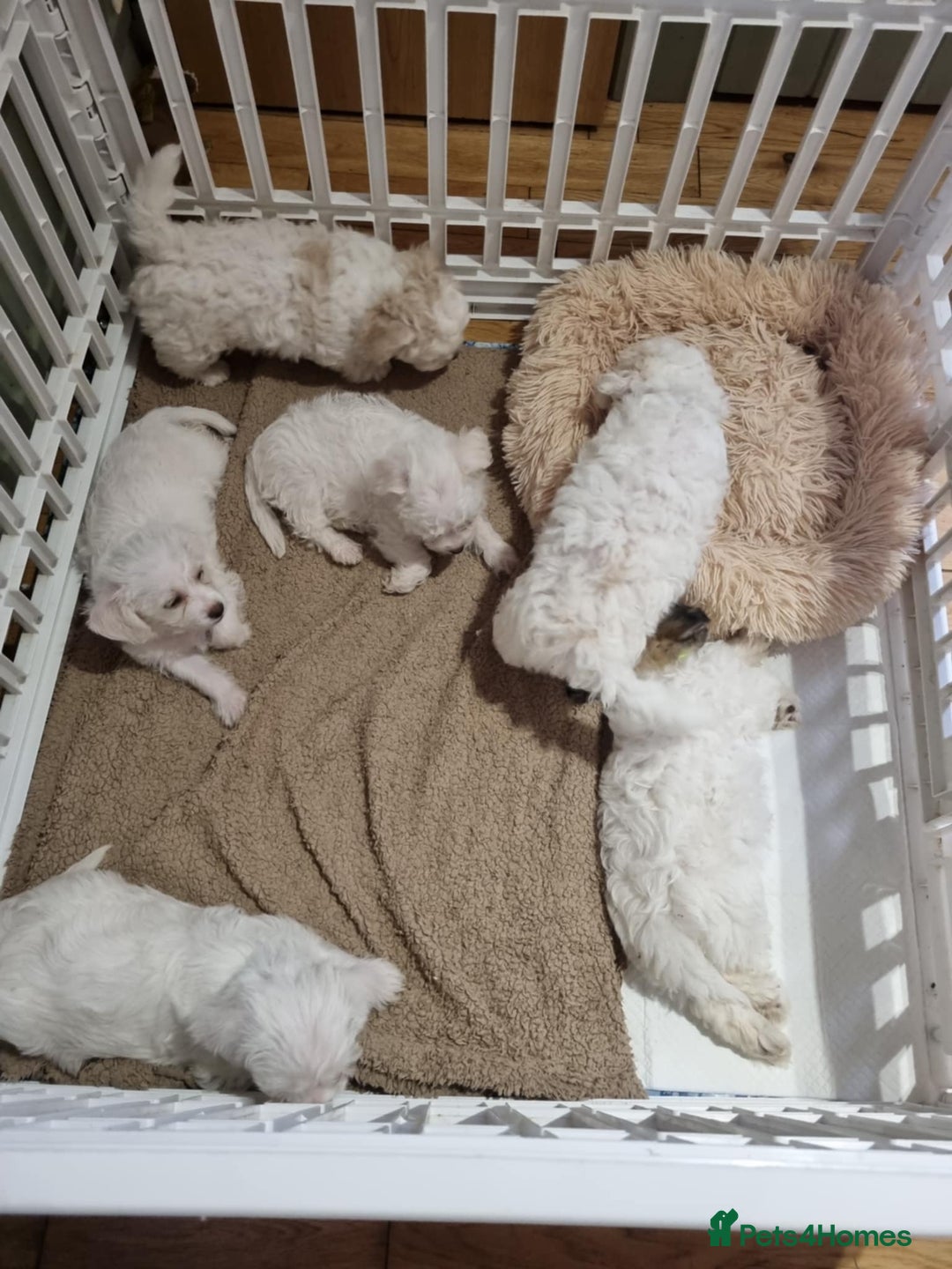 Zuchon dogs for sale: Bichon Frise puppy for sale  - Image 29