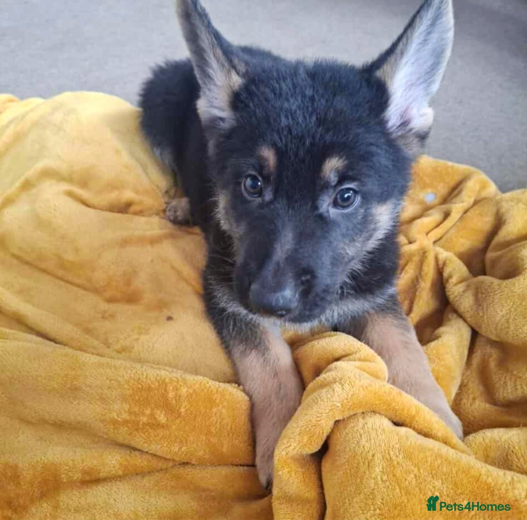 German Shepherd dogs for sale: BEAUTIFUL GERMAN SHEPHERD PUPS READY NOW - Image 8