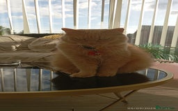 Turkish Angora cats for sale: Withumy - Image 2