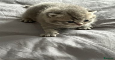 Exotic cats - Advert 1