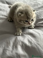 Exotic cats - Advert 1