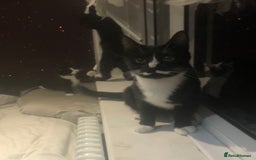 Mixed Breed cats for sale: Adorable kittens for sale! - Advert 4