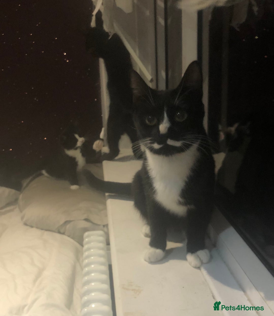 Mixed Breed cats for sale: Adorable kittens for sale! - Advert 4