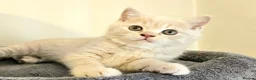 British Shorthair cats for sale: Champion lines British Shorthair kittens  - Advert 19