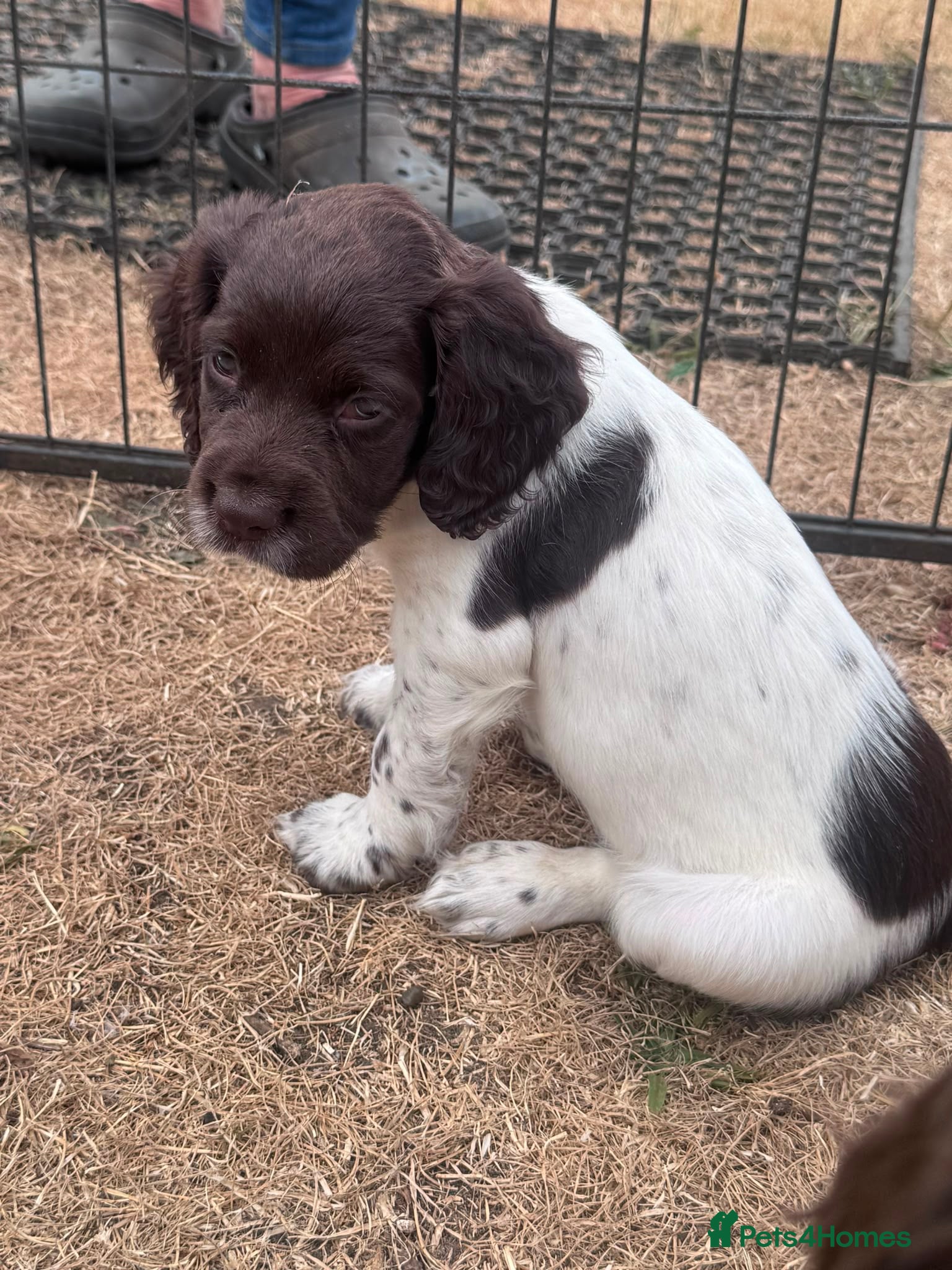 English Springer Spaniel dogs KC reg health tested parents ready to leave now! - Advert 2
