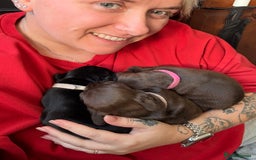 Mixed Breed dogs for sale: French bulldog cross puppies - Advert 3