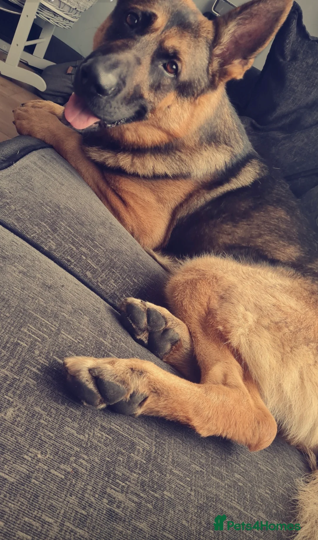 German Shepherd dogs for sale: Adult German Shepherd in need of a loving home♡ - Advert 5