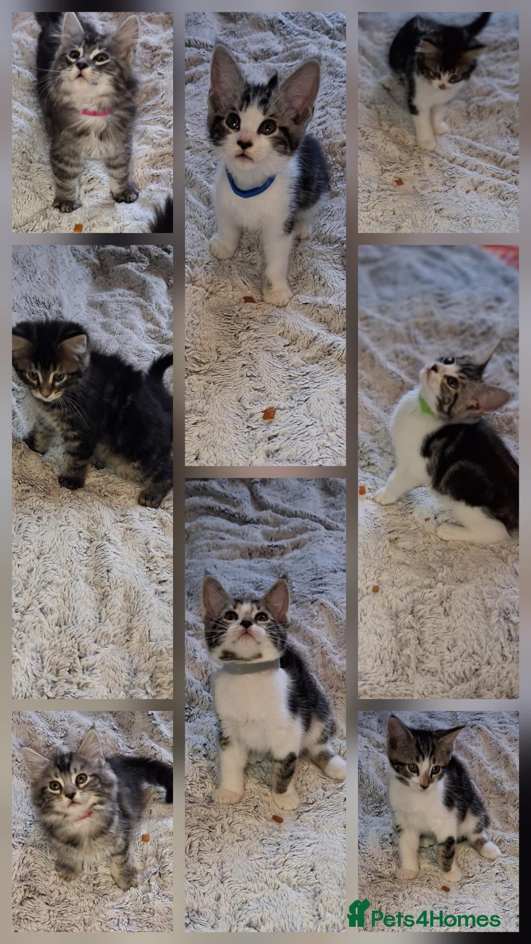 Mixed Breed cats Beautiful mixed breed kittens mum is maincoon - Advert 5