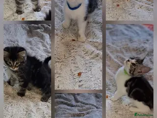 Mixed Breed cats Beautiful mixed breed kittens mum is maincoon - Advert 1