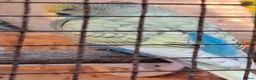 Budgerigars birds for sale: Budgies for sale Birmingham  - Advert 2