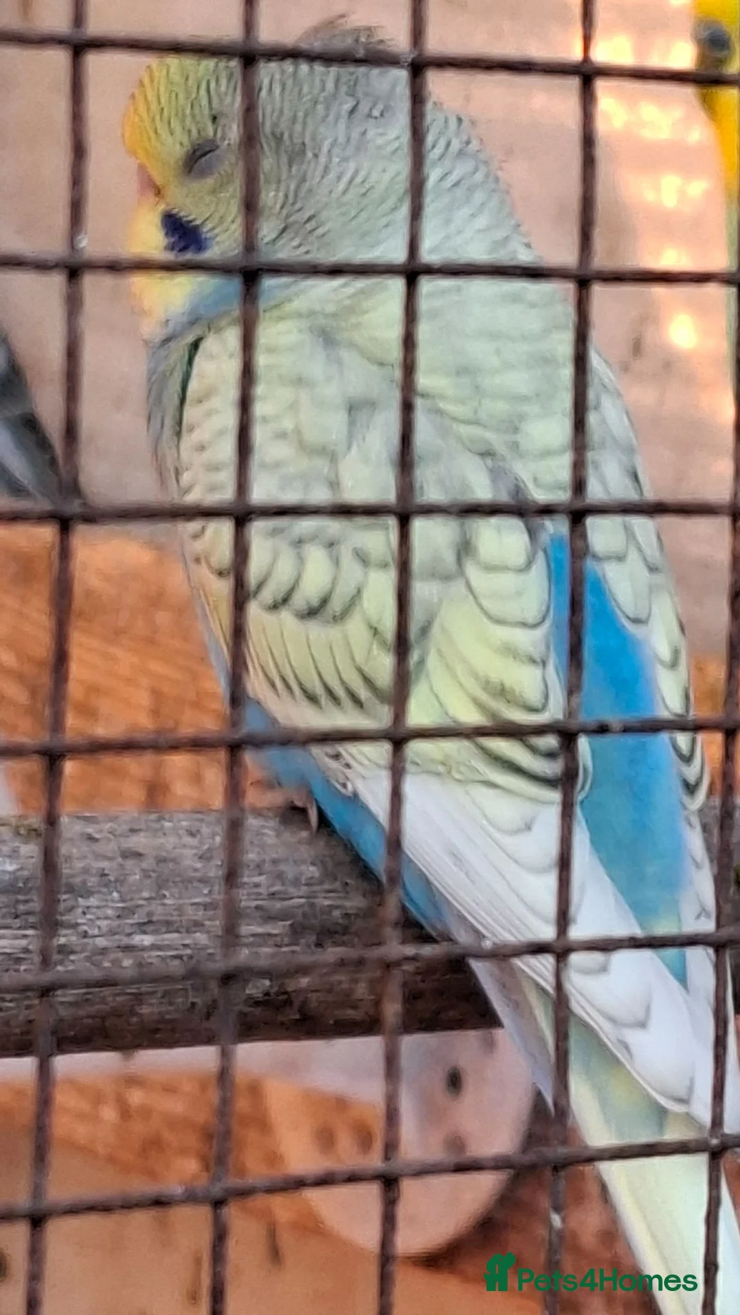Budgerigars birds for sale: Budgies for sale Birmingham  - Advert 2