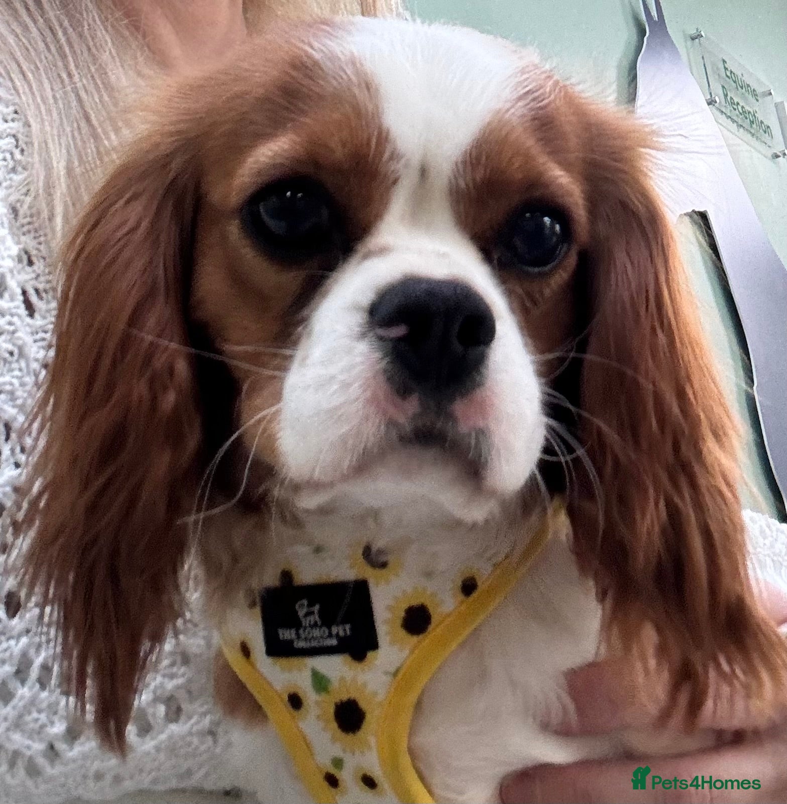 Cavalier King Charles Spaniel dogs KC registered Cavalier female 15 months old - Advert 1