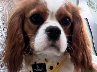 Cavalier King Charles Spaniel dogs KC registered Cavalier female 15 months old - Advert 1