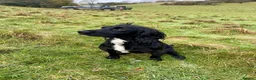 Cocker Spaniel dogs for sale: Cocker spaniel puppies - Advert 1