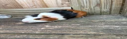 Guinea Pig rodents for sale: 5 female guinea pigs ready now  - Advert 3
