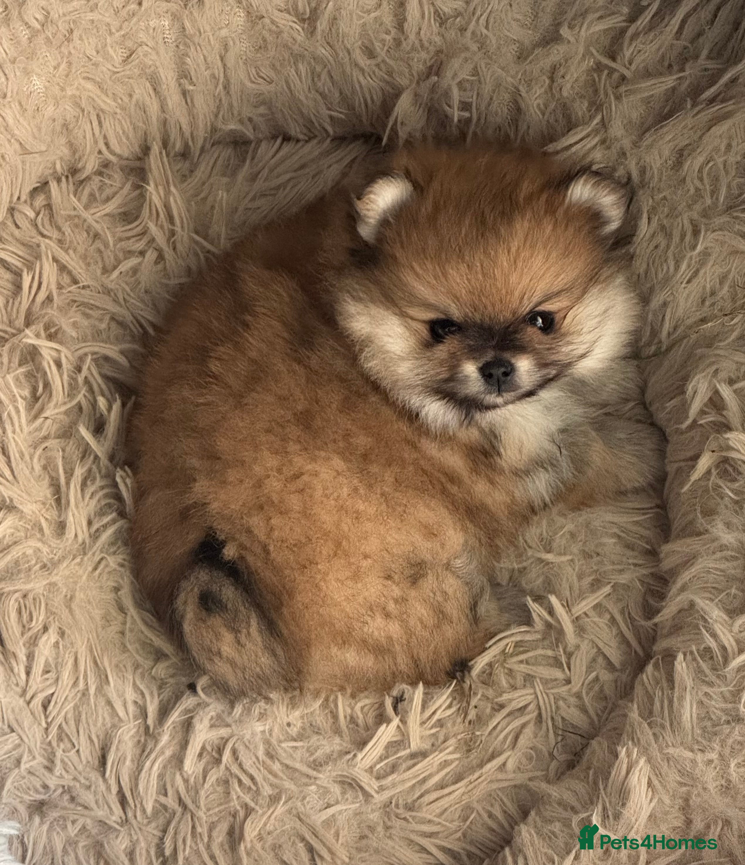 Pomeranian dogs Orange sable teddy bear type Pomeranians  - Advert 2