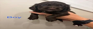 Cocker Spaniel 3