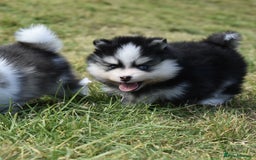 Pomsky dogs for sale: Genuine Toy Size Pomskies - Image 10
