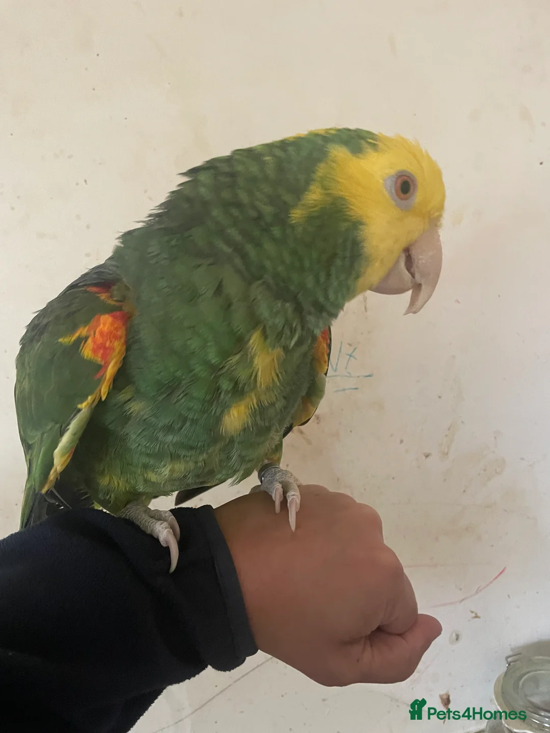 Parrots birds for sale: Hand tame Double yellow head Amazon - Advert 1