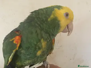 Parrots birds Hand tame Double yellow head Amazon - Advert 1
