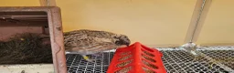 Mixed Breed birds for sale: Coturnix Quails  in Lincoln - Advert 5