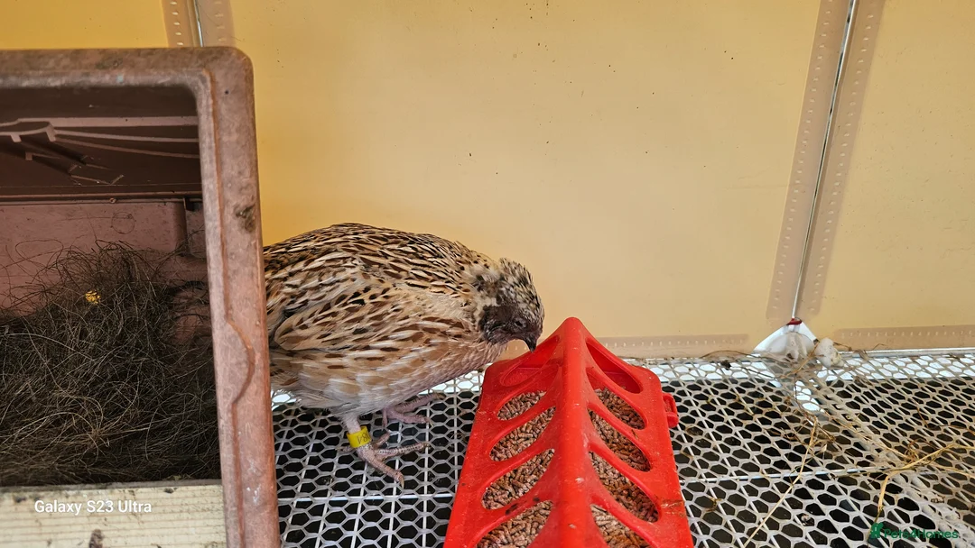 Mixed Breed birds for sale: Coturnix Quails  in Lincoln - Advert 5
