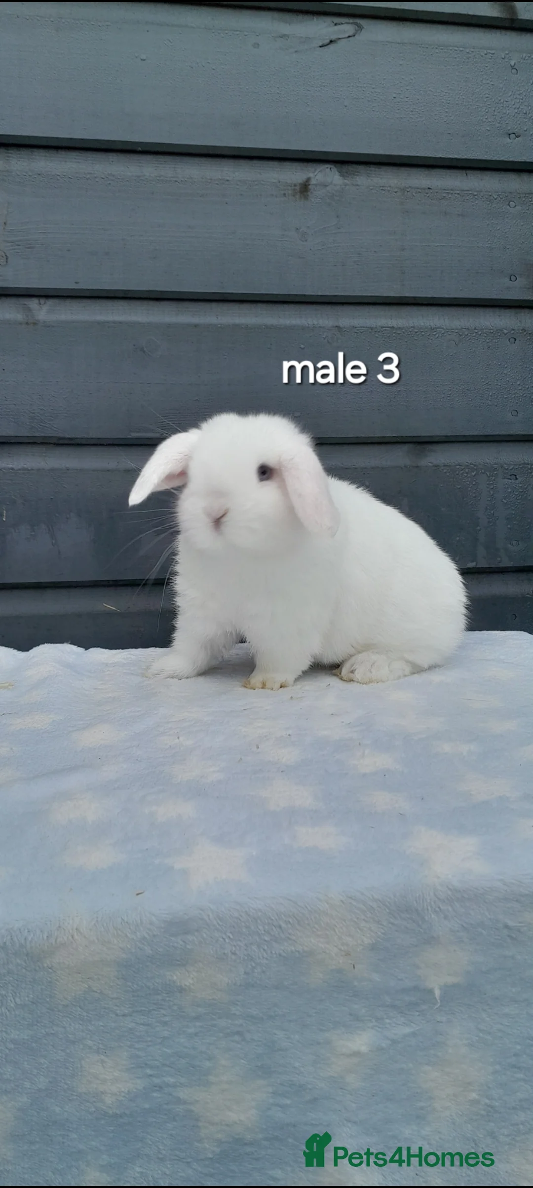 Mini Lop rabbits for sale: Purebred mini lop rabbits  - Advert 15