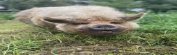 Pig livestock for sale: 2 Kunekune Pigs: Morris (Boar) and Nutty (Barrow) - Advert 4