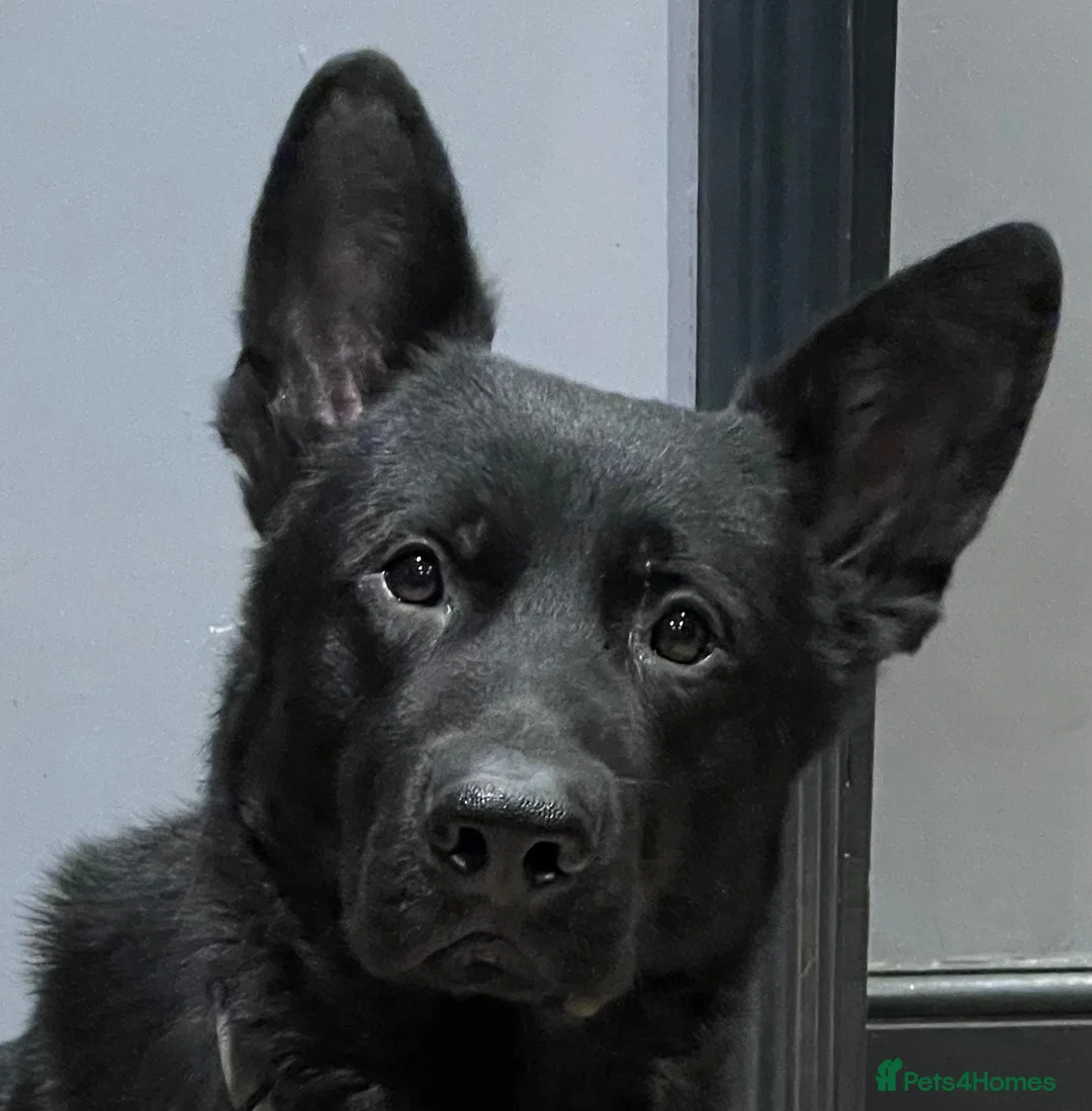 German Shepherd dogs for sale: Black, Pedigree German shepherd male - 3 years old - Advert 6