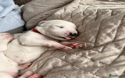 Dalmatian dogs for sale: PEDIGREE Dalmatian Puppies ready by 19th December  - Image 3