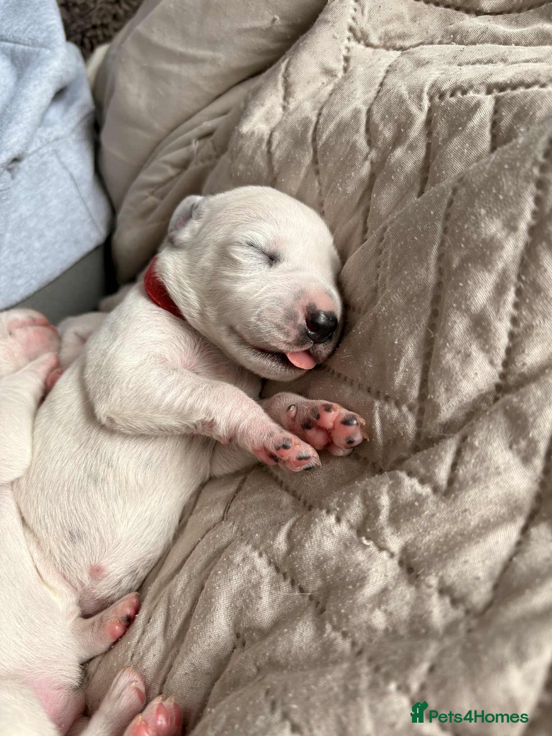 Dalmatian dogs for sale: PEDIGREE Dalmatian Puppies ready by 19th December  - Image 3