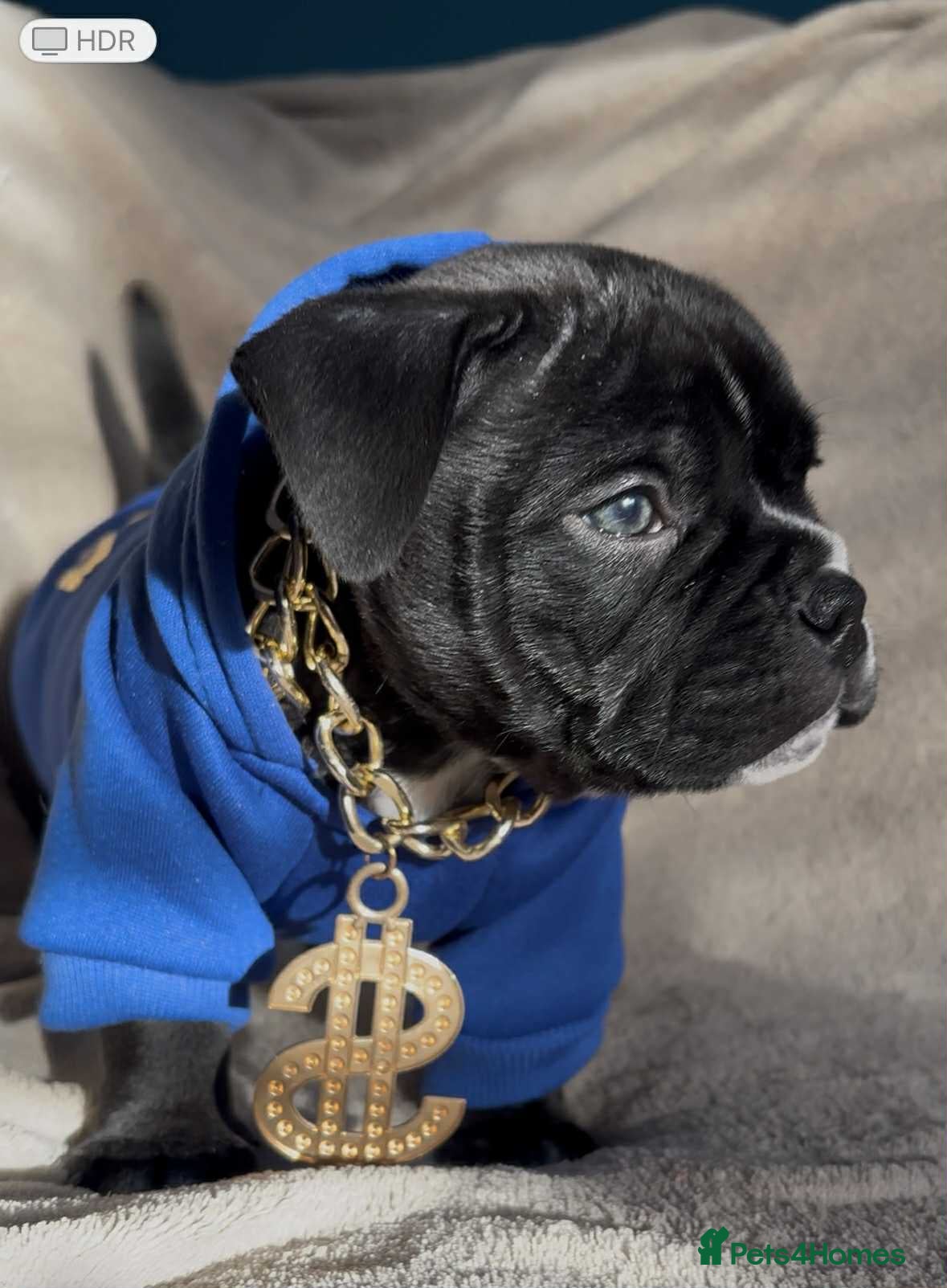 American Bully dogs  GORGE MICRO NANO GIRL AVAILABLE - Advert 7